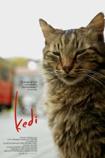 Kedi Poster