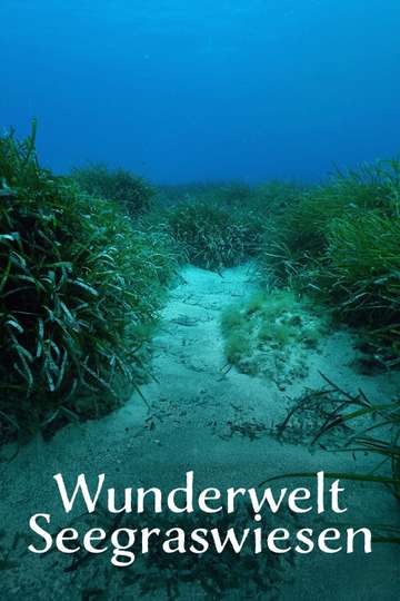 Wunderwelt Seegraswiesen Klimaretter, Kinderstube, Küstenschutz