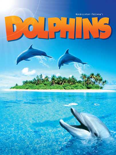 Dolphins Poster