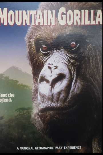 Mountain Gorilla Poster