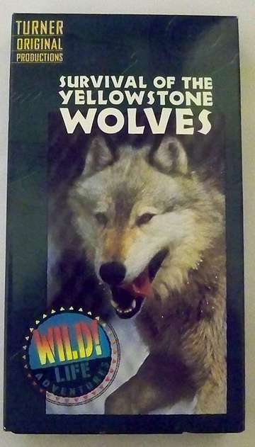 Survival of the Yellowstone Wolves Poster
