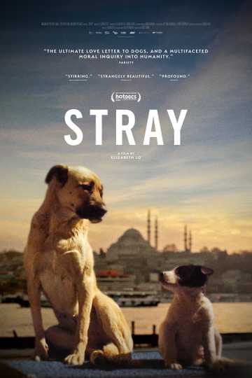 Stray Poster