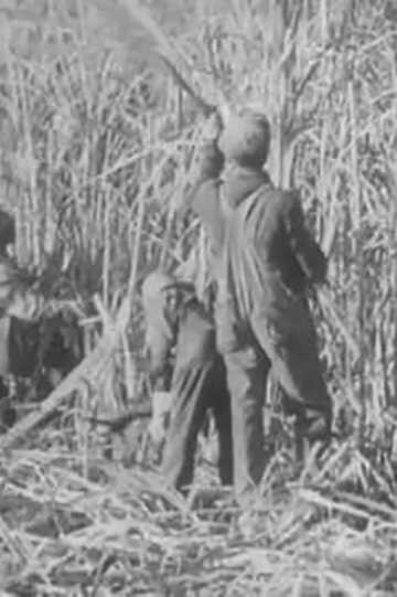 Cane Sugar Poster