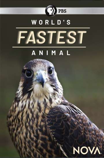 Worlds Fastest Animal Poster