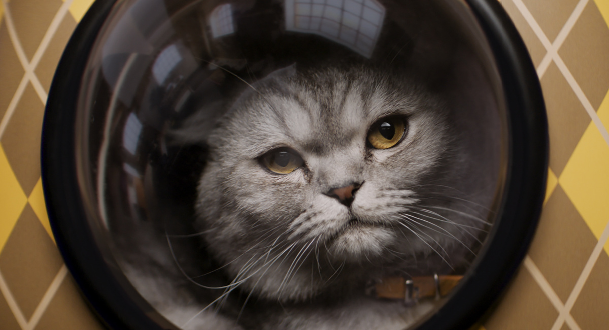 Chip the cat plays Alfie in 'Argylle,' directed by Matthew Vaughn.