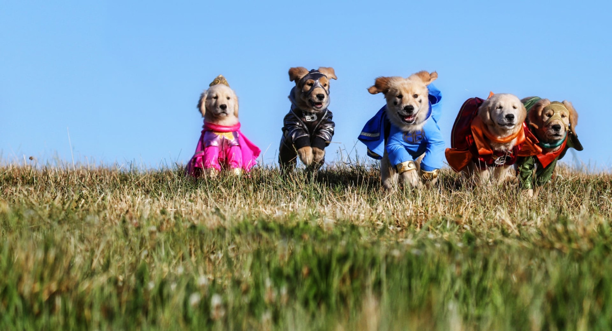 2013's 'Super Buddies'.