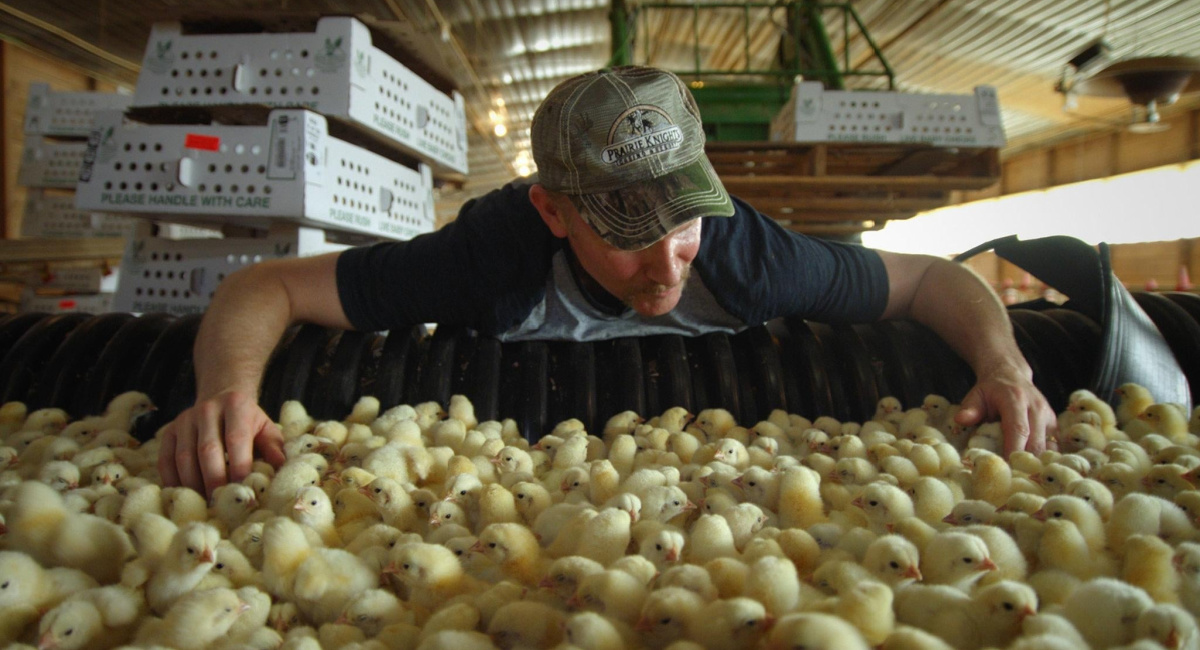 Director Morgan Spurlock in 'Super Size Me 2: Holy Chicken!'.