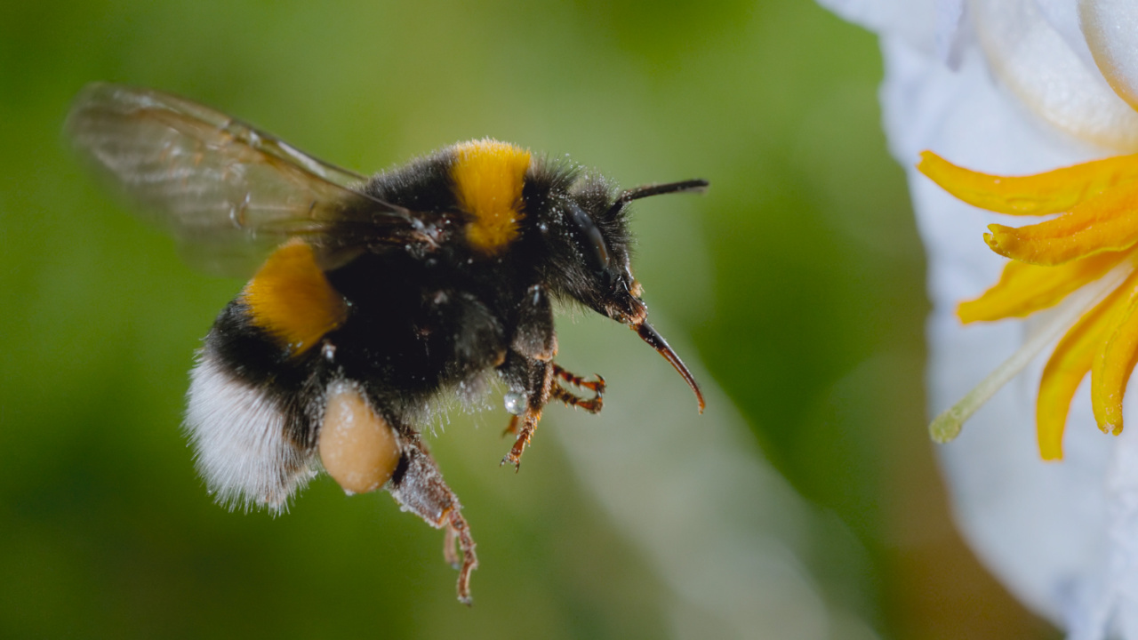 Bumble bee passes nectar from her fore legs to hind legs in 'Secrets of Bees'. Photo credit: National Geographic.
